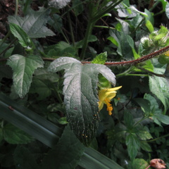 Malachra rudis