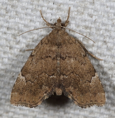 Cutina aluticolor
