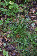 Poa sylvestris