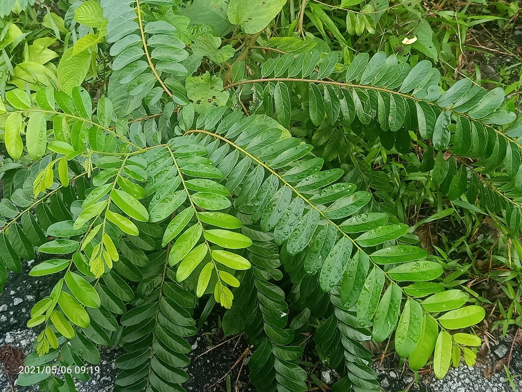 Bọt ếch gân mờ – Glochidion obscurum