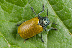 Labidostomis