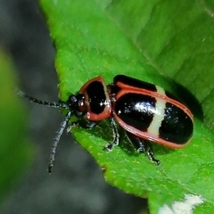 Asphaera clerica
