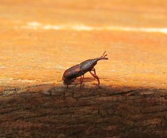 Sitophilus zeamais