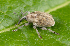 Sibinia pellucens