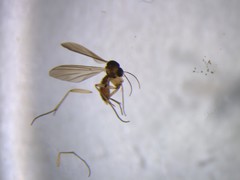 Neoaphelomera
