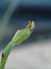 Pterostylis clivosa