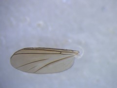 Neoaphelomera
