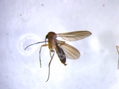 Trichoterga monticola