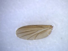 Trichoterga monticola