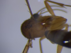 Trichoterga monticola