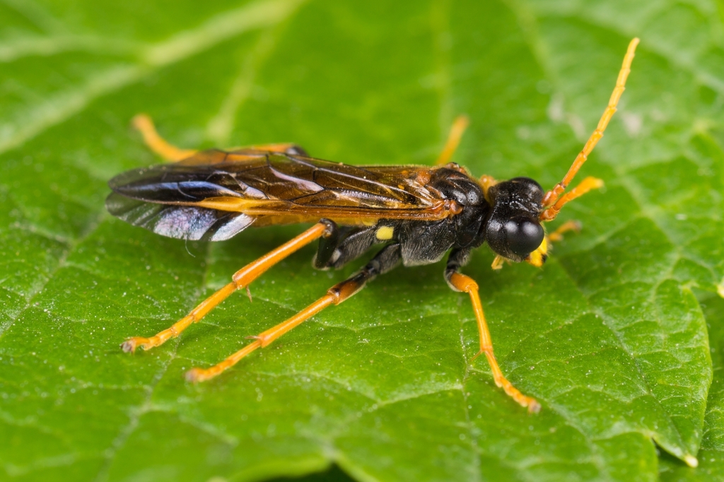 Tenthredo campestris, photo 1 of 7
