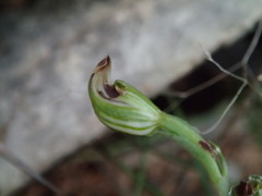 Pterostylis clivosa