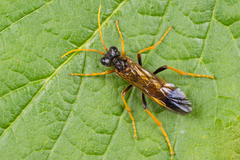 Tenthredo campestris