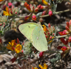 Colias harfordii