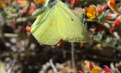 Colias harfordii
