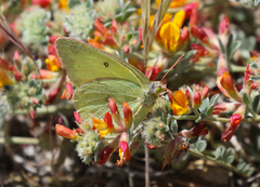Colias harfordii