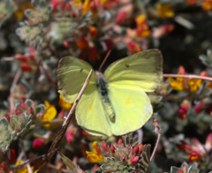 Colias harfordii