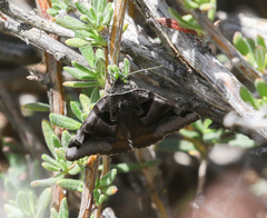 Euclidia ardita
