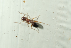Camponotus vitiosus