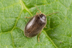 Contacyphon coarctatus