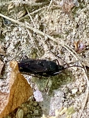 Eremocoris setosus