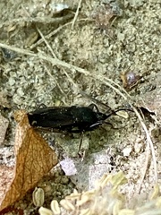 Eremocoris setosus