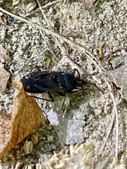 Eremocoris setosus