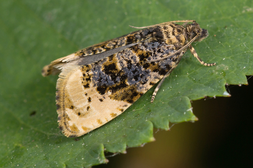 Off-white Hedya Moth, photo 4 of 10