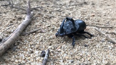 Trichogomphus mongol