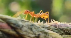 Oecophylla smaragdina