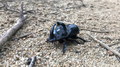 Trichogomphus mongol