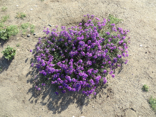 Image of Verbena pulchella by (c) redrovertracy, some rights reserved (CC BY)