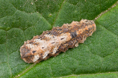 Meligramma triangulifera