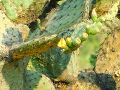 Cynanthus latirostris