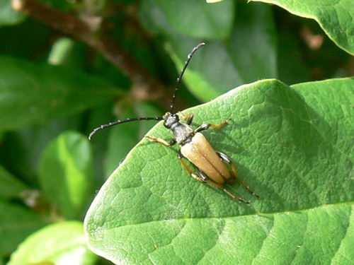 Red Pine Longhorn Beetle, Groesbeek, Nederland, photo 8 of 10