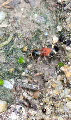 Callistomimus modestus