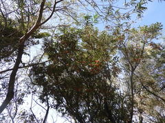 Citharexylum montevidense