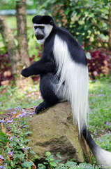 Colobus guereza