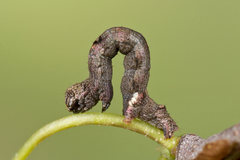 Ectropis crepuscularia