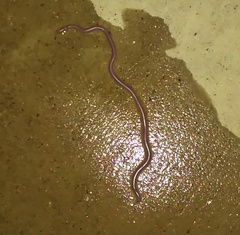 Rena humilis cahuilae