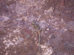 Petrosaurus repens
