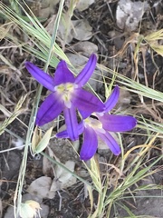 Brodiaea elegans