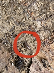 Chaetophiloscia sicula