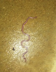 Rena humilis cahuilae