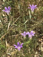 Brodiaea elegans