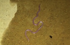 Rena humilis cahuilae