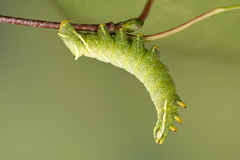 Endromis versicolora