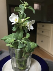 Brassica oleracea albiflora