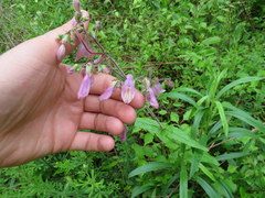 Penstemon canescens
