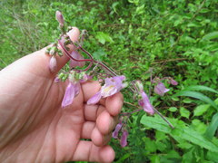 Penstemon canescens